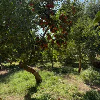 باغ پر آب سرحال میوه سندتک برق گاز شهری آماده ساخت