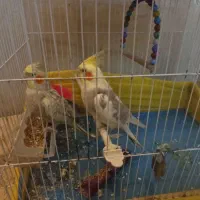 عروس هلندی|پرنده|آشخانه, |دیوار