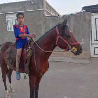 اسب
