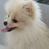 سگ پامر۱۰ماه بسیار مهربون ودوس داشتنی|سگ|مشهد, امیریه|دیوار