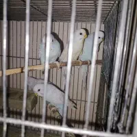 تعدادی مرغ عشق ابروبادی