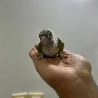 گرینچیک سرلاکی نژاد سینامون|پرنده|کلاردشت, |دیوار