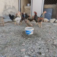 خروس محلی|حیوانات مزرعه|ایوان, |دیوار