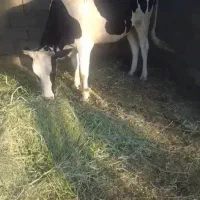 گاو هلشتاین