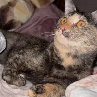 واگذاری گربه|گربه|بندرعباس, |دیوار