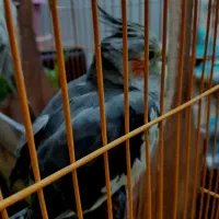 عروس هلندی|پرنده|برخوار, |دیوار