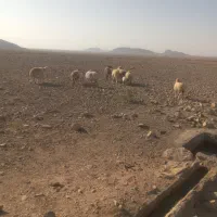 ۱۰ عدد میش و کاور آبستن وزایده