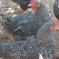 خروس امروک|حیوانات مزرعه|شیراز, شهرک والفجر|دیوار