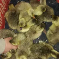 غازکُته|حیوانات مزرعه|ساری, |دیوار