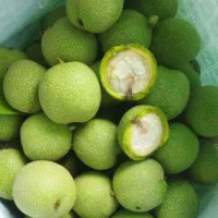 گردو