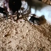 گوسفند معاوضه با موتور