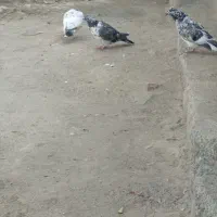 کفتر پرشی|پرنده|قلعه گنج, |دیوار