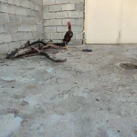 لاری اصل نژاد دار|حیوانات مزرعه|قشلاق دشت, |دیوار