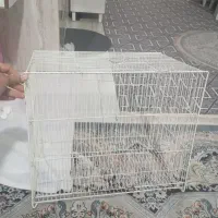 قفس برای جفت عروس و مینا و طوطی