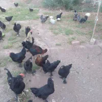 تخم مرغ نطفه دار|حیوانات مزرعه|رفسنجان, |دیوار