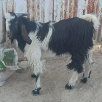 کهره نر چاق|حیوانات مزرعه|داراب, |دیوار