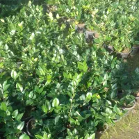 یاس هلندی و چمن