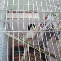 جفت عروس هلندی