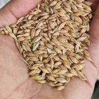 ۶ تن جو خارجی کیسه شده