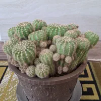 گل کاکتوس