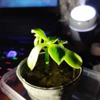 گیاه ساکولنت