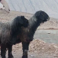 ۴ راس قوچ داشتی جوان درفیروزاباد از،بهترین جنس میش|حیوانات مزرعه|شیراز, احمدآباد|دیوار
