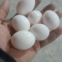 عروس  هلندی