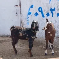 بزغاله ماده|حیوانات مزرعه|کاشمر, |دیوار