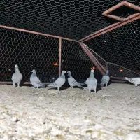 8عدد رنگ تاریک ،کفتر ،کبوتر|پرنده|رونیز, |دیوار