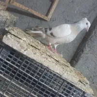 سوسنی دم سفید