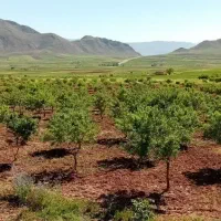 5000مترباغ بادام با اب امتیاز قیمت کارشناسی