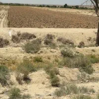 زمین کشاورزی|فروش دفتر صنعتی، کشاورزی، تجاری|شاهرود, |دیوار