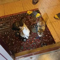 واگذاری بچه گربه|گربه|سراب, |دیوار