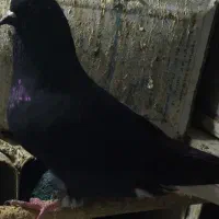 زاغ دم سفید|پرنده|تهران, علم و صنعت|دیوار