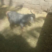 تروشت فروشی