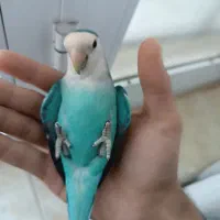 فروش فوری جفت کوتوله+ ارسال|پرنده|قائن, |دیوار