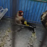 سیره|پرنده|کامیاران, |دیوار