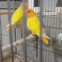 کوتوله. طوطی برزیلی.