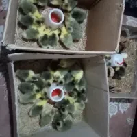 فروش جوجه غاز 7الی 10 روزه، وتخم غاز و. ‌.. شریکی|حیوانات مزرعه|قائم‌شهر, |دیوار