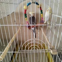 عروس هلندی جفت با قفس و لوازم زرنگ و باهوش دستی|پرنده|مشهد, نوید|دیوار