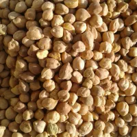 عدس ماش نخودمخلی|خوردنی و آشامیدنی|اردل, |دیوار