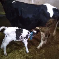 گاو وگوساله