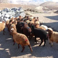 گوسفندماده|حیوانات مزرعه|بلبان آباد, |دیوار