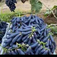 نهال موندراپ لیبل دار