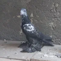کبوتر فیلی گویوخ بالا