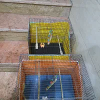 قفس پرنده|لوازم جانبی حیوانات|تهران, جیحون|دیوار