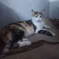 واگزار گربه رایگان
