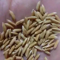 شلتوک فیروزاباد