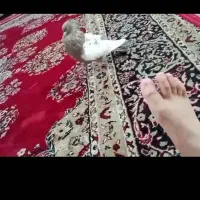 نر سینه‌ای دستی