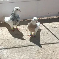 فروش طوق الماسی نر طوق آجری ماده